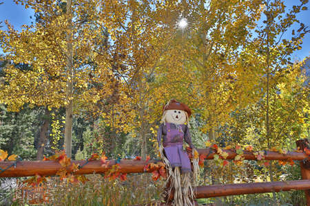 Decoration for Halloweenの写真素材