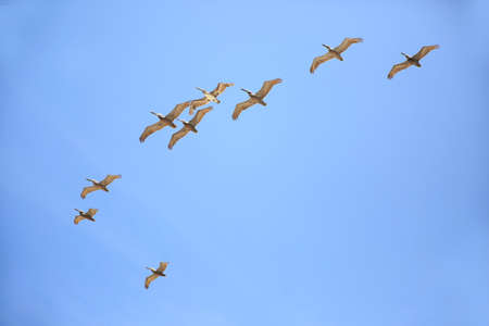 Group of pelicans flying in the skyの写真素材