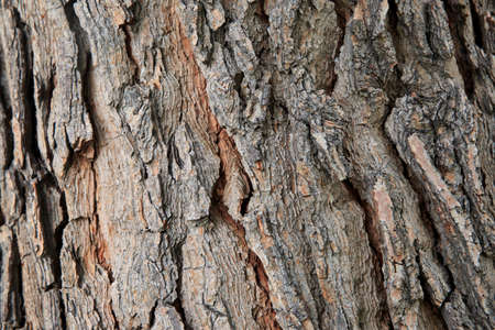 Old tree cracked