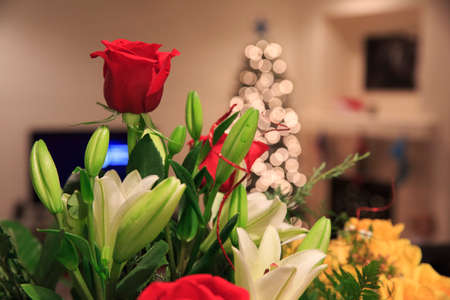 Red rose for Christmasの写真素材