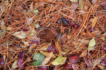 Wet autumn leavesの写真素材