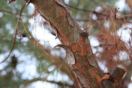 Cracked on the treeの写真素材