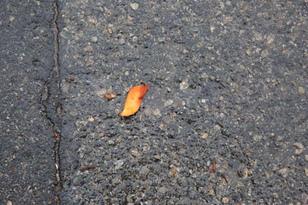 One yellow leaf on the asphaltの写真素材