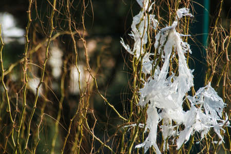 Dirty thorns with tault paperの写真素材