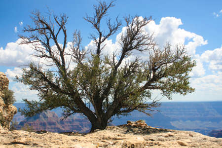 Tree in Grand Canyon National Parkの写真素材