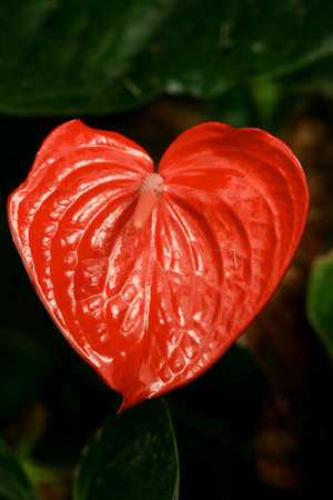 Red Anthurium in a Heart shapeの写真素材