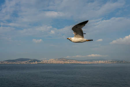 birds in flyの写真素材