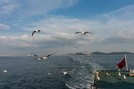 birds in flyの写真素材