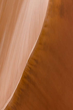 desert life