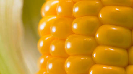 Corn on the cob close-upの写真素材