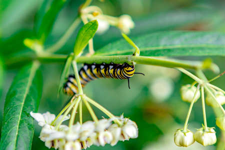 Caterpillar climbing a plant and eating the leaf, bokeh backgrount, space for text, flowers in...