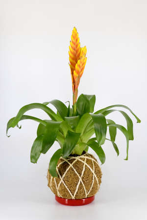 Modern style of bonsai called kokedama, japanese floral / plant composition made of soil, vegetal...