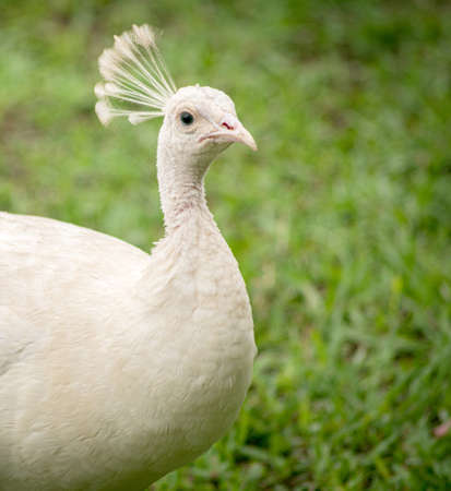 Albino peacock in a garden in Tenerife.の写真素材