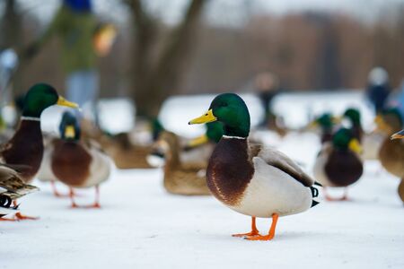 a duck on the snowの写真素材