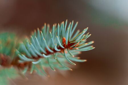 green spruce branches, close up on outside.