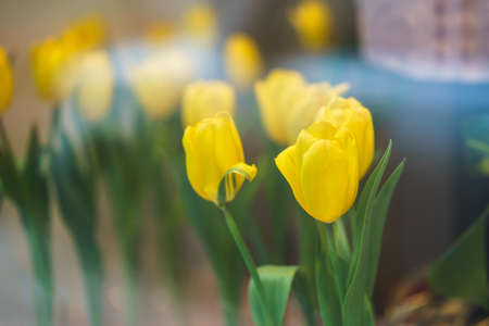 yellow tulips in a shop window in the blurred background