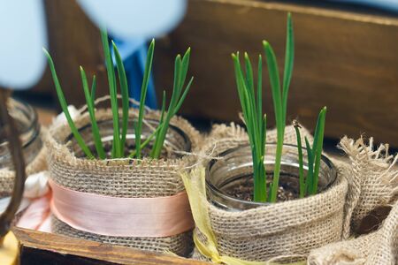 green onions and herbs in a beautiful jarの写真素材
