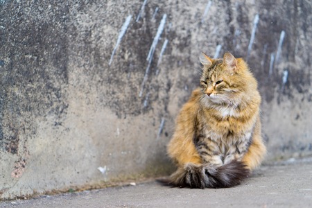 grey cat sitting on the pavement.の写真素材