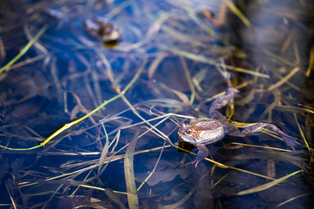 Frog swims in pond closeupの写真素材