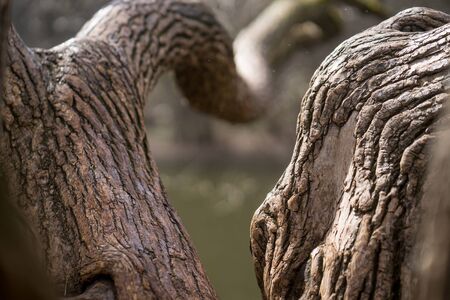 large curved tree branchesの写真素材