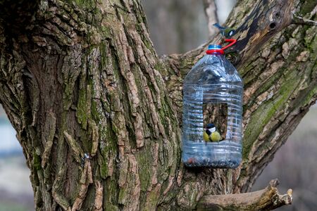 feeders for birds on a tree in the forestの写真素材