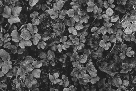 Small leaves of grass texture in forest. white and blackの写真素材