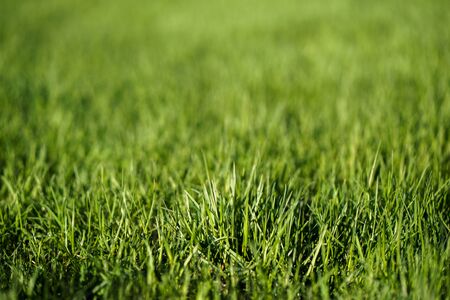 Fresh green lawn leaves of grass texture in park