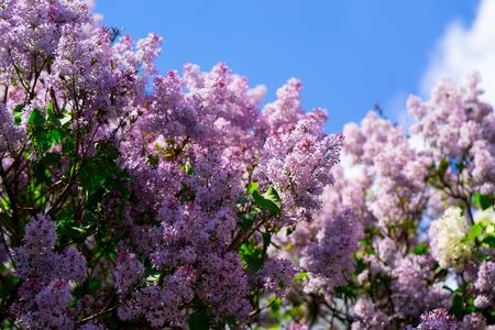 Pink lilac on the sky background. flowering treeの写真素材
