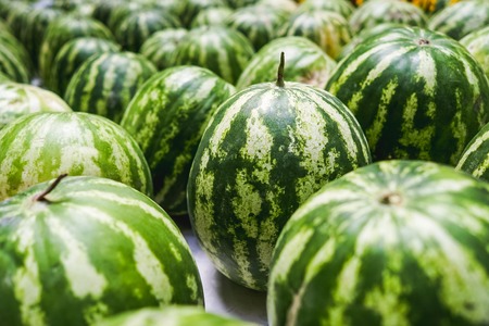 lots of fresh watermelon in the saleの写真素材