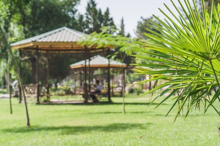 young palm leaves detail close-up of field, soft focus under natural sun light with colorful bokeh background on a sunny day outdoor in tropical resort gardenの写真素材