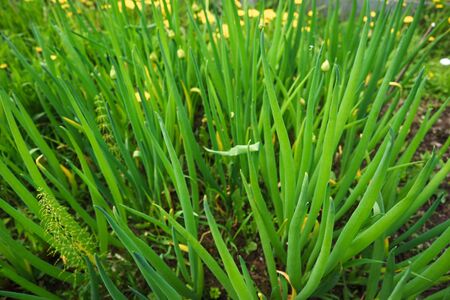 Green onion blooming in the garden close upの写真素材