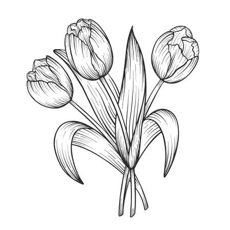 Hand drawn and sketch tulips flower bouquet. Black and white with line art vector illustration. Floral botanical flower.のイラスト素材