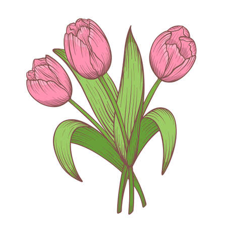 Hand drawn and sketch tulips flower bouquet. Colorful vector illustration. Floral botanical flower.のイラスト素材