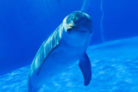 dolphin under waterの写真素材