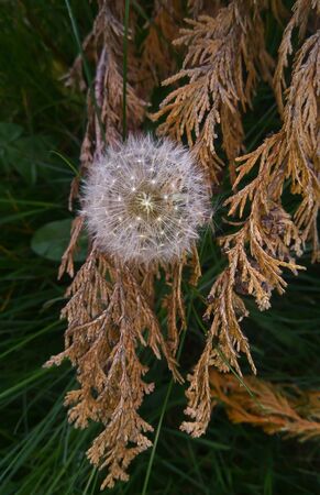 Dandelion on a dry thistle flower with a green background.
