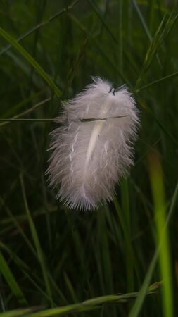 Fallen white feather in the garden.