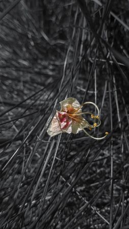 Color splash effect of a delicate flower on a black and white background.の写真素材