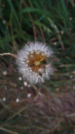 White dandelion on a lawn with fresh green spring grass, Natural background.