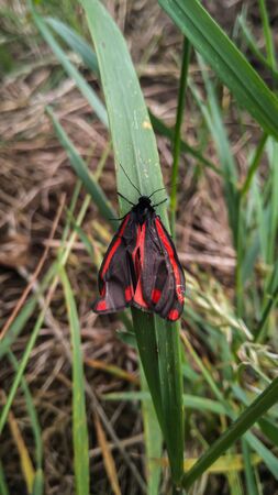Beautiful black and red butterfly isolated on green natural background.の写真素材