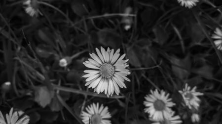 Black and white picture of daisy chamomile flowers on dark green background. Close-up image. Beautiful macro photography.の写真素材