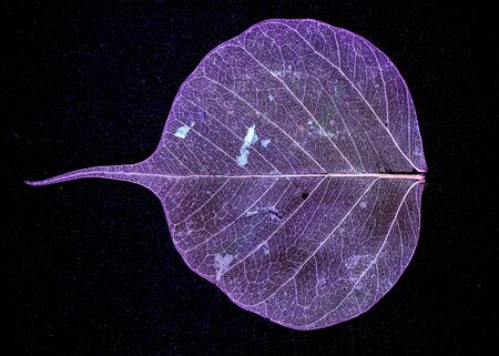 Skeleton pink leaf on a black backgroundの写真素材