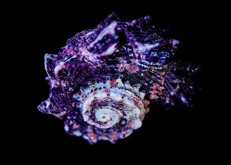 Lilac shell on a black background
