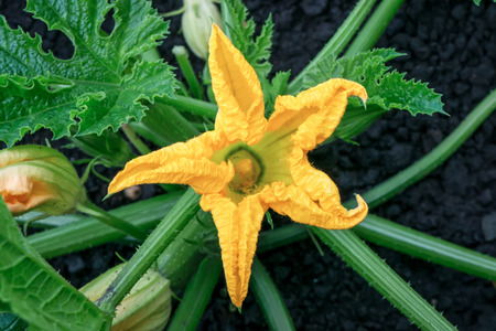 Squash blossom. Edible yellow-orange flowers. Star shape.の写真素材