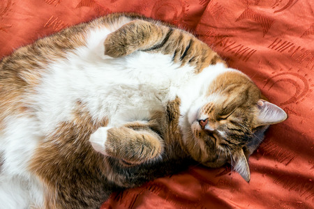 Ginger cat sleeping on the bedの写真素材