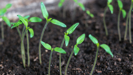 Tomato sproutsの写真素材