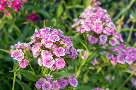 Blooming pink sweet-william flowersの写真素材