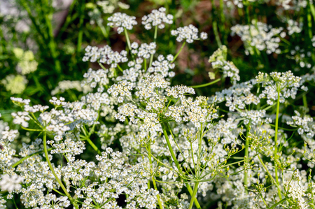 Caraway (Carum carvi) - plant at summer meadow. Meridian fennel.の写真素材