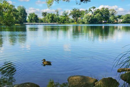 A duck on a pond. Summer landscapeの写真素材
