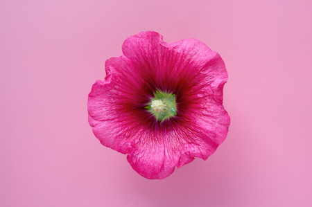 Flat lay Isolated red mallow flower on magenta backdrop. Top view.の写真素材