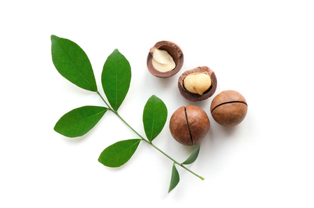 Macadamia nuts with green leaf on white background. Top view.の写真素材